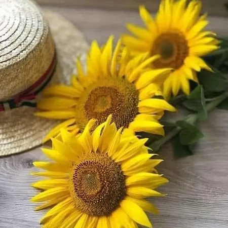 Silvaapartments Apartamento