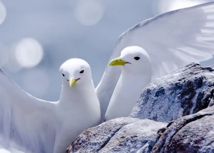 Appartement Silvaapartments