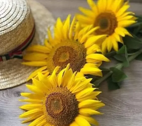 Silvaapartments Appartement