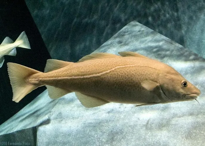 Silvaapartments Appartement Barra